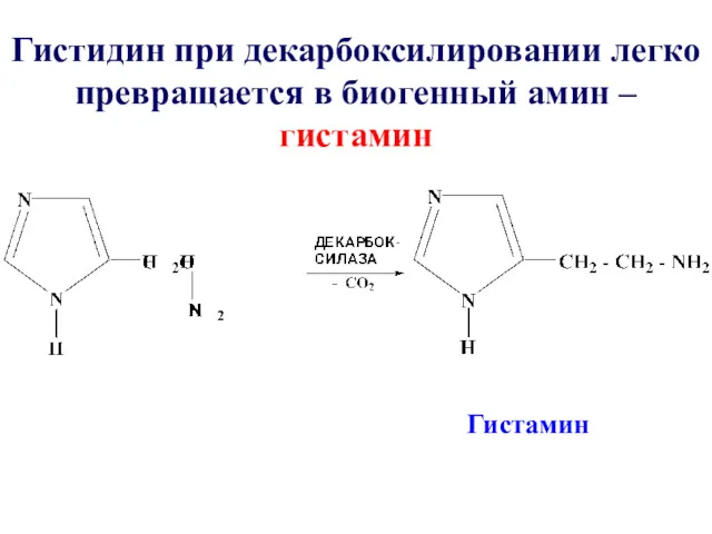 Гистидин при декарбоксилировании легко превращается в биогенный амин – гистамин Гистамин