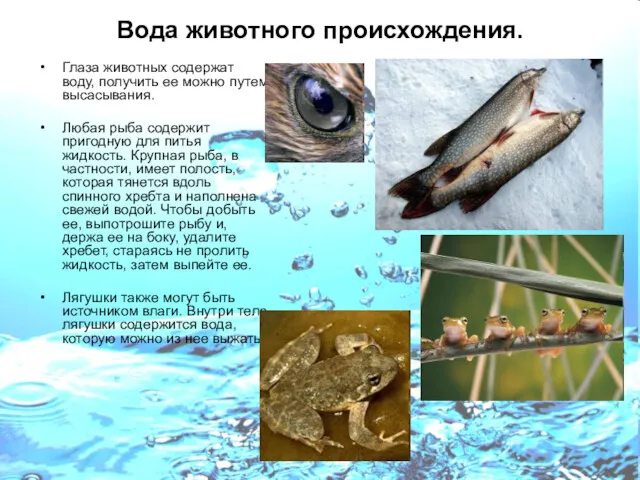 Вода животного происхождения. Глаза животных содержат воду, получить ее можно