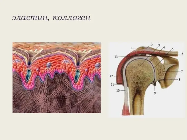 эластин, коллаген