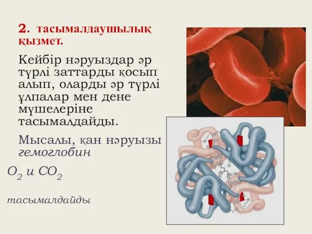 2. тасымалдаушылық қызмет. Кейбір нәруыздар әр түрлі заттарды қосып алып,