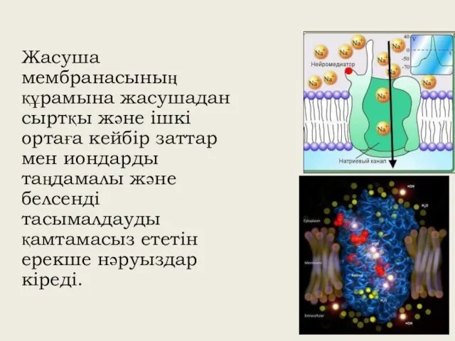 Жасуша мембранасының құрамына жасушадан сыртқы және ішкі ортаға кейбір заттар