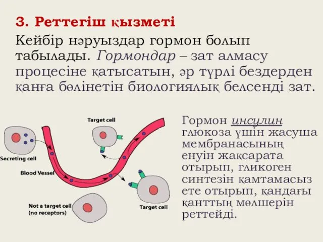 3. Реттегіш қызметі Кейбір нәруыздар гормон болып табылады. Гормондар –