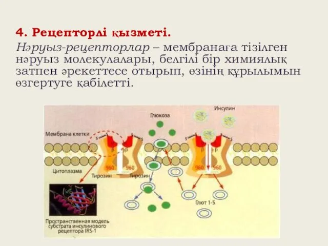 4. Рецепторлі қызметі. Нәруыз-рецепторлар – мембранаға тізілген нәруыз молекулалары, белгілі