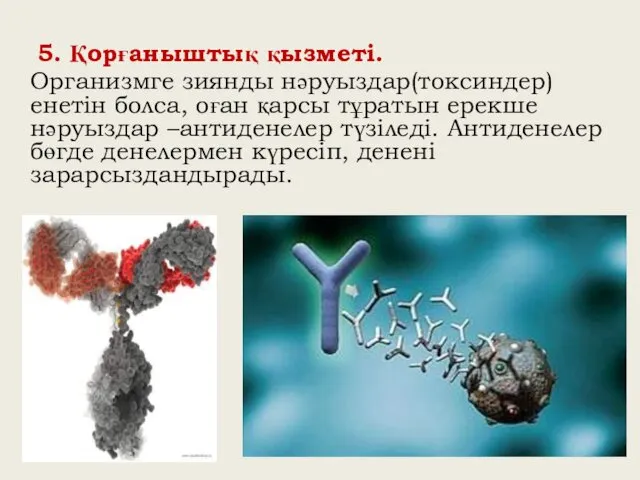 5. Қорғаныштық қызметі. Организмге зиянды нәруыздар(токсиндер) енетін болса, оған қарсы