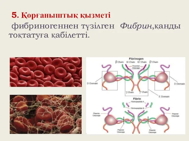 5. Қорғаныштық қызметі фибриногеннен түзілген Фибрин,қанды тоқтатуға қабілетті.