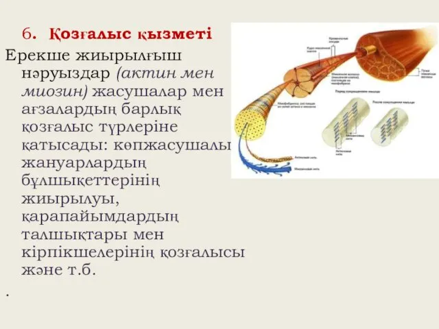 6. Қозғалыс қызметі Ерекше жиырылғыш нәруыздар (актин мен миозин) жасушалар