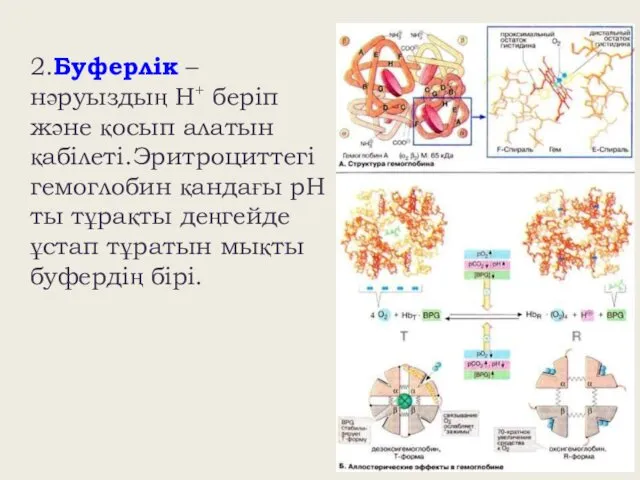 2.Буферлік – нәруыздың Н+ беріп және қосып алатын қабілеті.Эритроциттегі гемоглобин