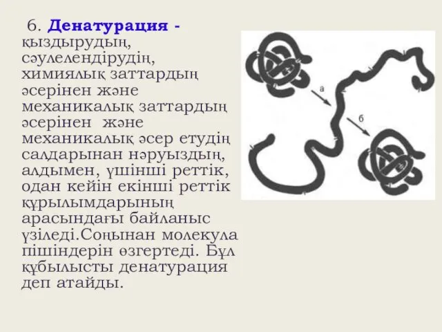 6. Денатурация - қыздырудың, сәулелендірудің, химиялық заттардың әсерінен және механикалық