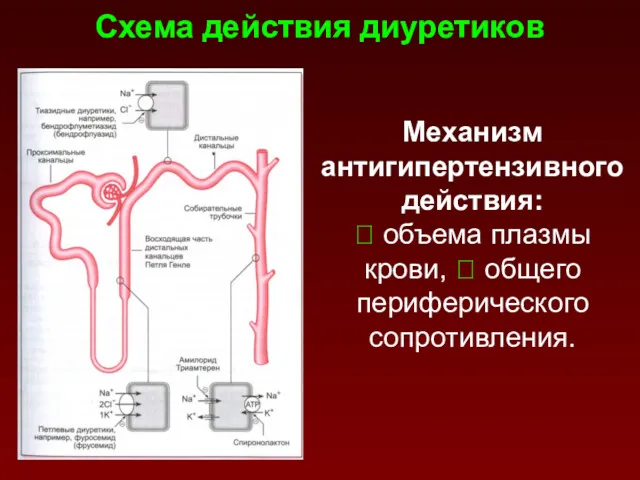 Схема действия диуретиков Механизм антигипертензивного действия: ⭣ объема плазмы крови, ⭣ общего периферического сопротивления.