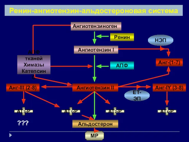 Ангиотензиноген Ангиотензин I Ангиотензин II Ренин-ангиотензин-альдостероновая система AT1-P AT2-P Ренин