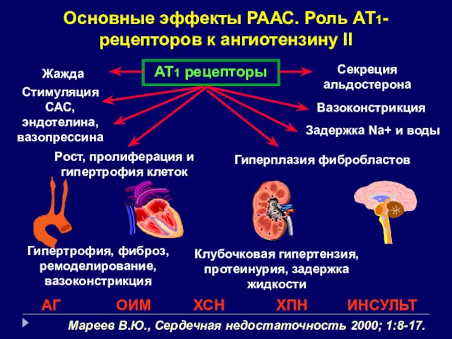 Основные эффекты РААС. Роль АТ1-рецепторов к ангиотензину II АТ1 рецепторы