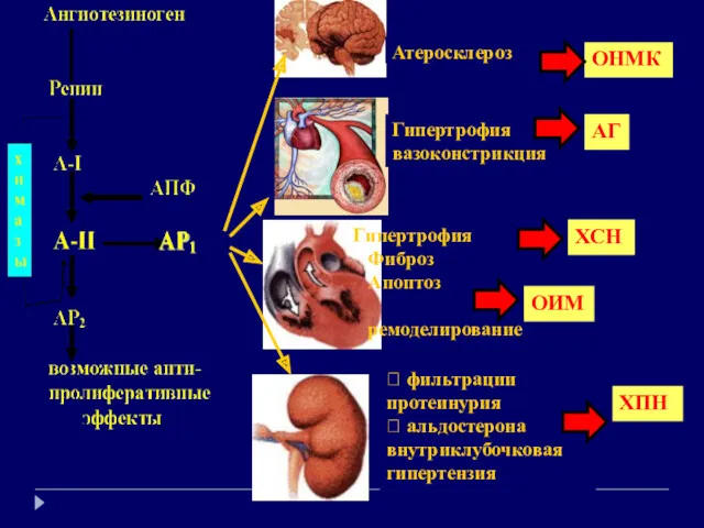 Атеросклероз Гипертрофия вазоконстрикция Гипертрофия Фиброз Апоптоз ремоделирование ? фильтрации протеинурия