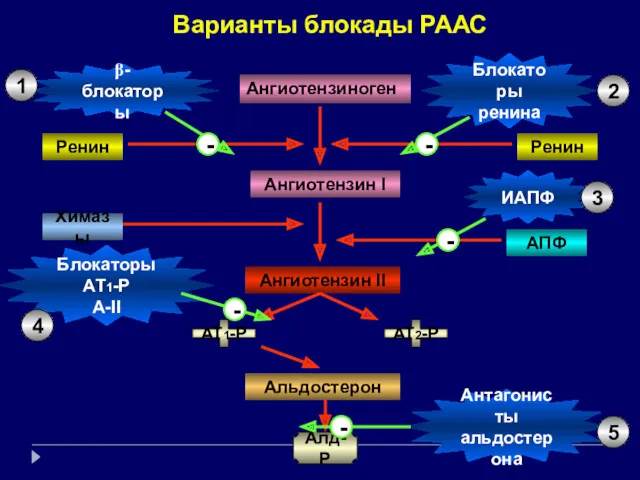 Ангиотензиноген Ренин Ангиотензин I Ангиотензин II АПФ Варианты блокады РААС