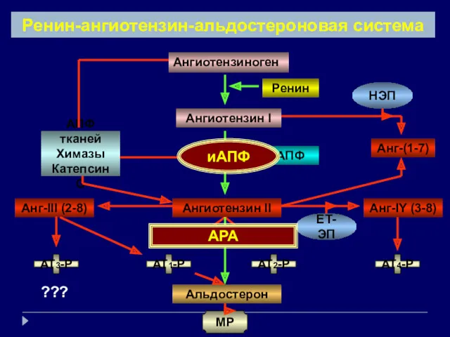 Ангиотензиноген Ангиотензин I Ангиотензин II Ренин-ангиотензин-альдостероновая система AT1-P AT2-P Ренин