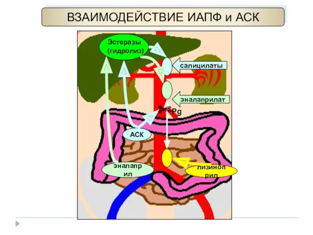 лизиноприл Эстеразы (гидролиз) салицилаты эналаприлат АСК эналаприл ✂Pg ВЗАИМОДЕЙСТВИЕ ИАПФ и АСК