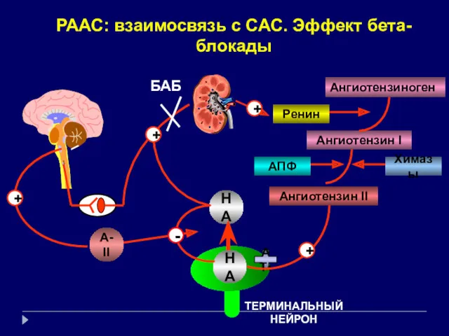 ТЕРМИНАЛЬНЫЙ НЕЙРОН Ангиотензиноген Ренин Ангиотензин I Ангиотензин II АПФ РААС:
