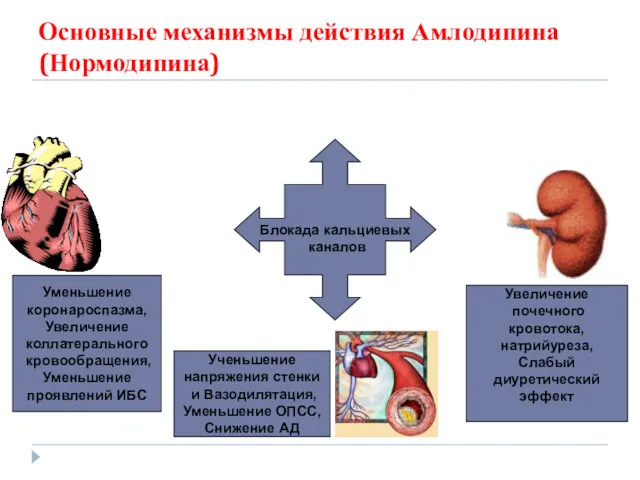Основные механизмы действия Амлодипина (Нормодипина) Блокада кальциевых каналов Увеличение почечного