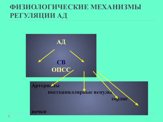 ФИЗИОЛОГИЧЕСКИЕ МЕХАНИЗМЫ РЕГУЛЯЦИИ АД АД СВ ОПСС Артериолы посткапиллярные венулы сердце почки