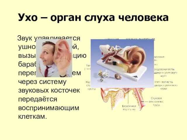 Ухо – орган слуха человека Звук улавливается ушной раковиной, вызывает