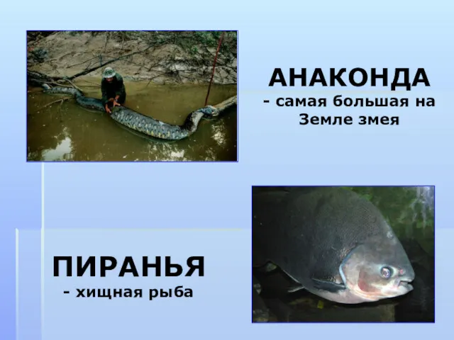 АНАКОНДА - самая большая на Земле змея ПИРАНЬЯ - хищная рыба