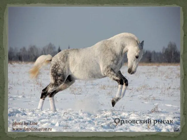 Орловский рысак