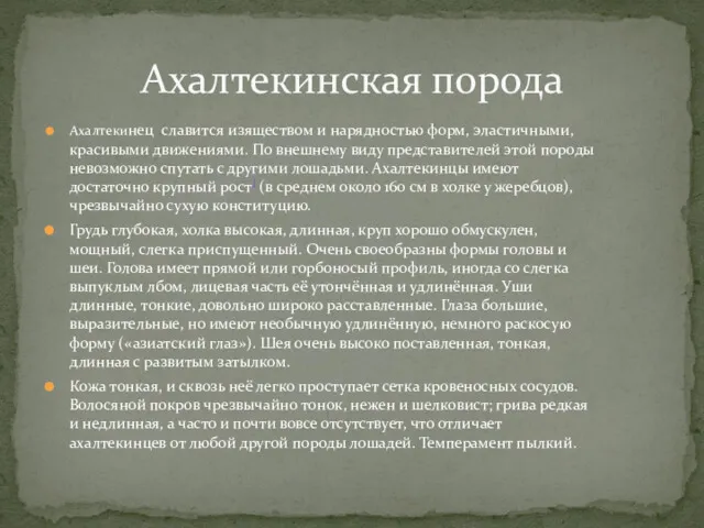 Ахалтекинец славится изяществом и нарядностью форм, эластичными, красивыми движениями. По