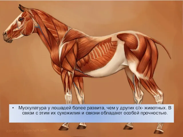 Мускулатура у лошадей более развита, чем у других с/х- животных.