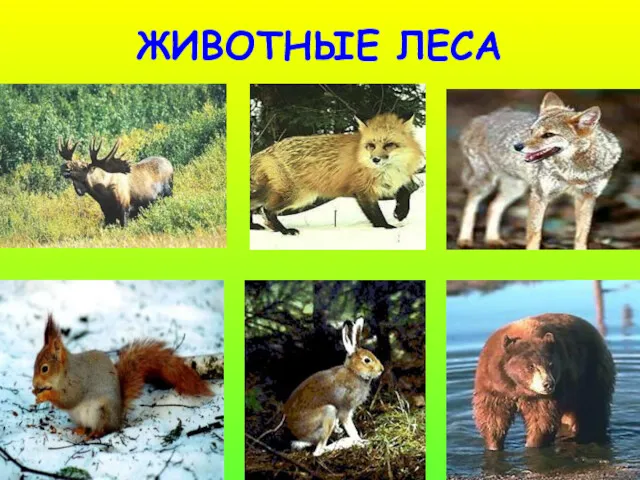 ЖИВОТНЫЕ ЛЕСА