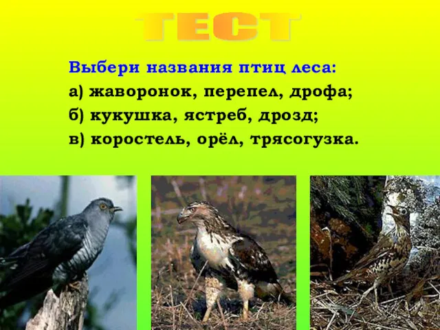 Выбери названия птиц леса: а) жаворонок, перепел, дрофа; б) кукушка,