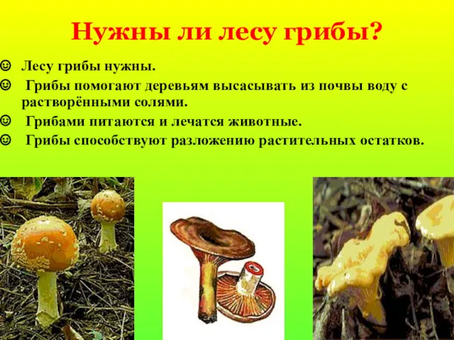 Нужны ли лесу грибы? Лесу грибы нужны. Грибы помогают деревьям