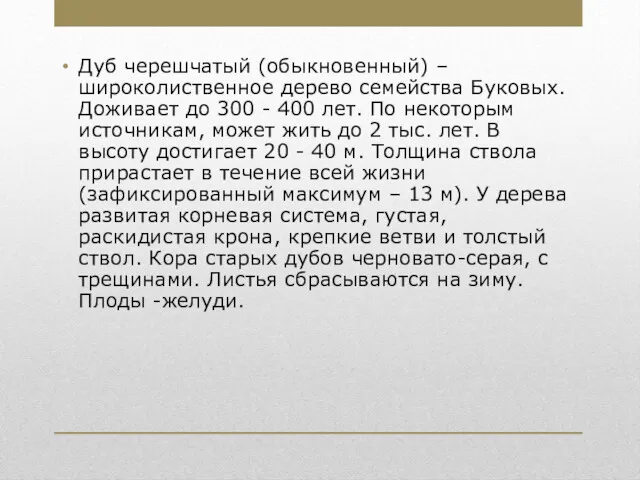 Дуб черешчатый (обыкновенный) – широколиственное дерево семейства Буковых. Доживает до