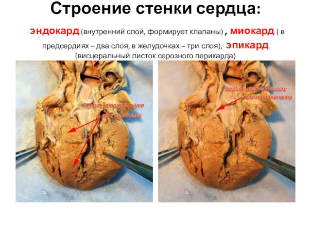 Строение стенки сердца: эндокард (внутренний слой, формирует клапаны) , миокард