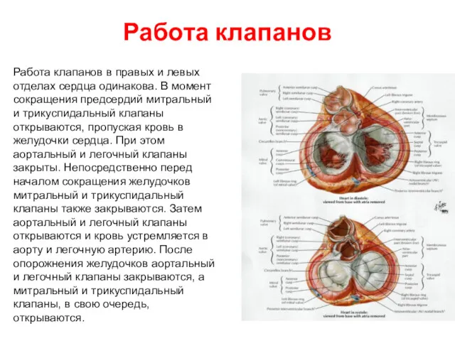 Работа клапанов Работа клапанов в правых и левых отделах сердца