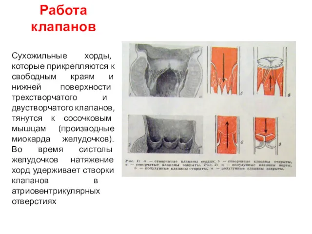 Работа клапанов Сухожильные хорды, которые прикрепляются к свободным краям и