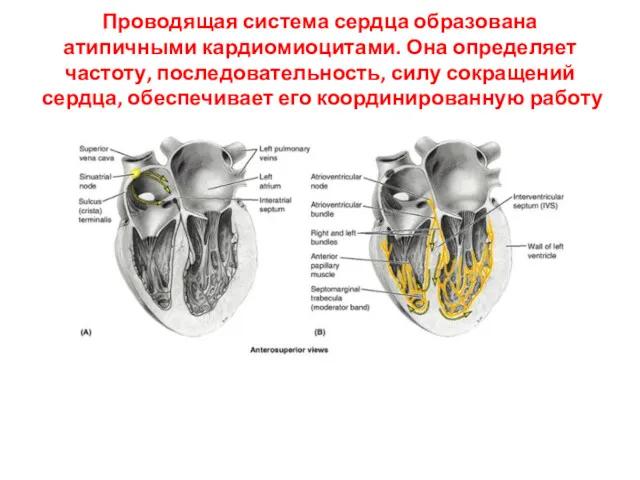 Проводящая система сердца образована атипичными кардиомиоцитами. Она определяет частоту, последовательность,
