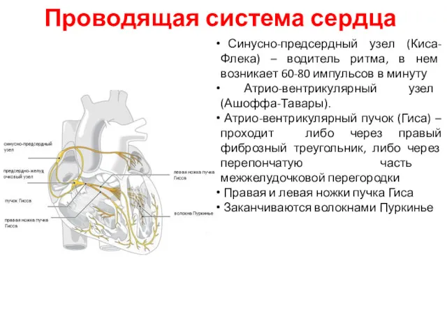 Проводящая система сердца Синусно-предсердный узел (Киса-Флека) – водитель ритма, в