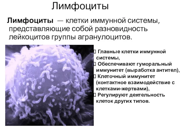 Лимфоциты Лимфоциты — клетки иммунной системы, представляющие собой разновидность лейкоцитов