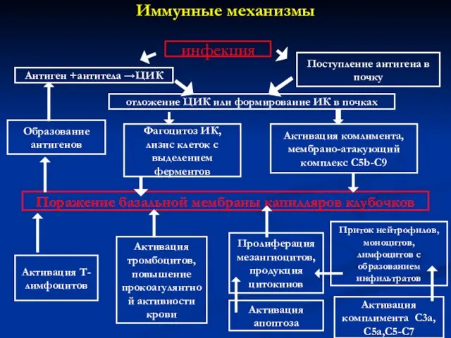 Иммунные механизмы инфекция Антиген +антитела →ЦИК Поступление антигена в почку