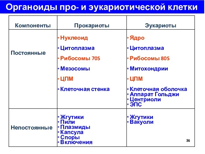 Органоиды про- и эукариотической клетки