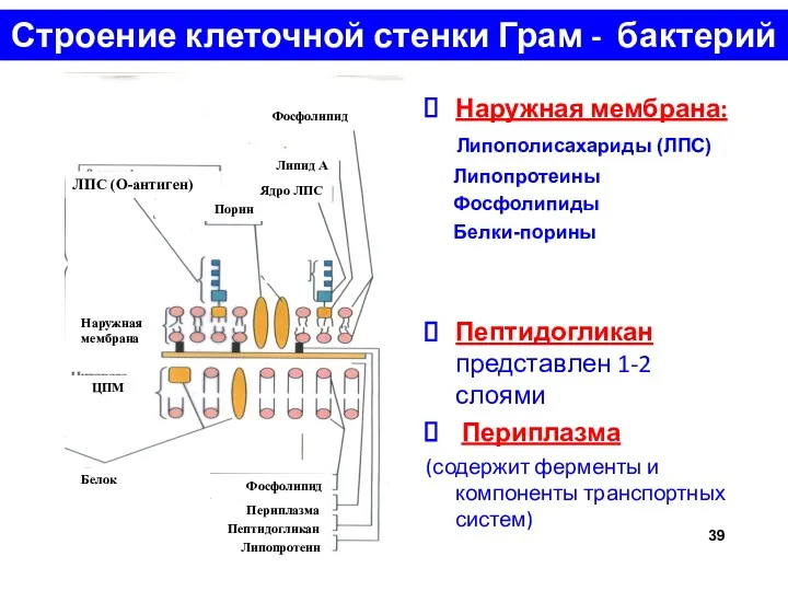 Строение клеточной стенки Грам - бактерий Наружная мембрана: Липополисахариды (ЛПС)