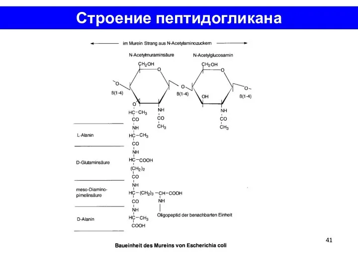 Строение пептидогликана Тейхоев кислоты Пептидогликан ЦПМ