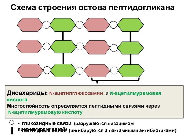 Схема строения остова пептидогликана Дисахариды: N-ацетилглюкозамин и N-ацетилмурамовая кислота Многослойность определяется пептидными связями
