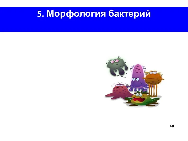 5. Морфология бактерий