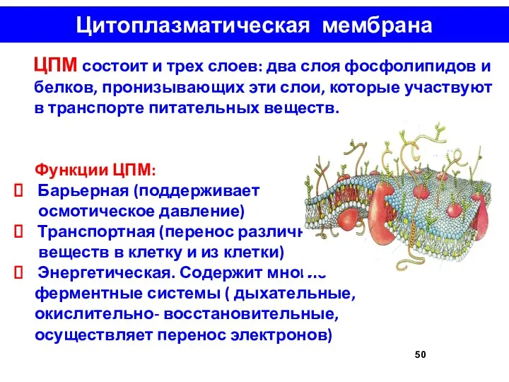 Цитоплазматическая мембрана ЦПМ состоит и трех слоев: два слоя фосфолипидов и белков, пронизывающих