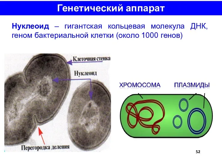 Генетический аппарат Нуклеоид – гигантская кольцевая молекула ДНК, геном бактериальной клетки (около 1000 генов)