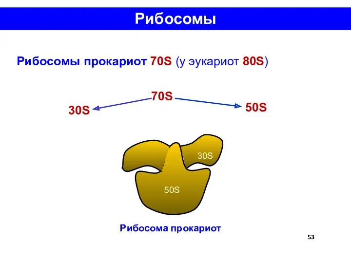 Рибосомы Рибосомы прокариот 70S (у эукариот 80S) 70S 30S 50S