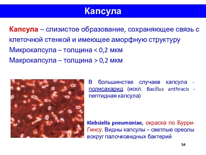 Капсула Капсула – слизистое образование, сохраняющее связь с клеточной стенкой