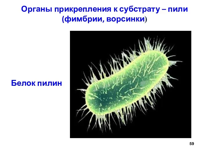 Органы прикрепления к субстрату – пили (фимбрии, ворсинки) Белок пилин