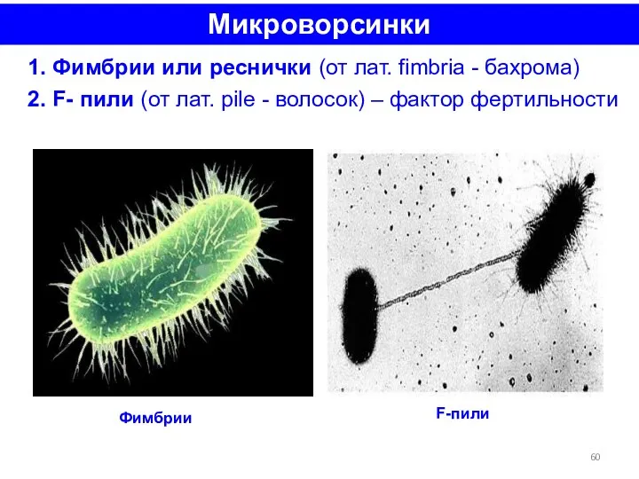 Микроворсинки 1. Фимбрии или реснички (от лат. fimbria - бахрома) 2. F- пили