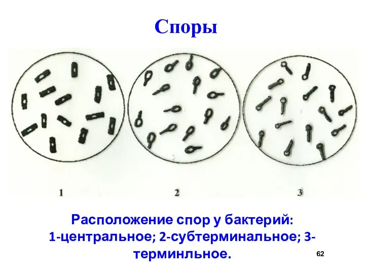 Споры Расположение спор у бактерий: 1-центральное; 2-субтерминальное; 3-терминльное.